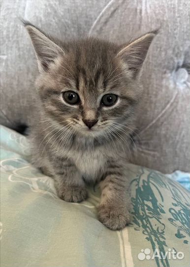 Котята в добрые руки приучены к лотку