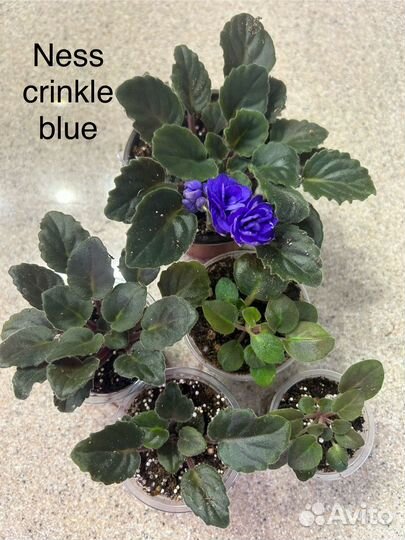 Фиалка мини