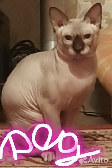 Котята сфинкс