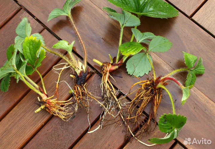 Усы клубники виктория