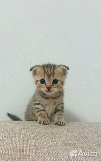 Британские котята