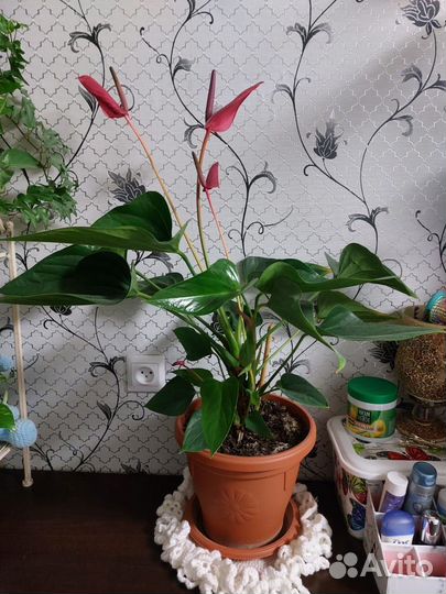 Комнатные цветы