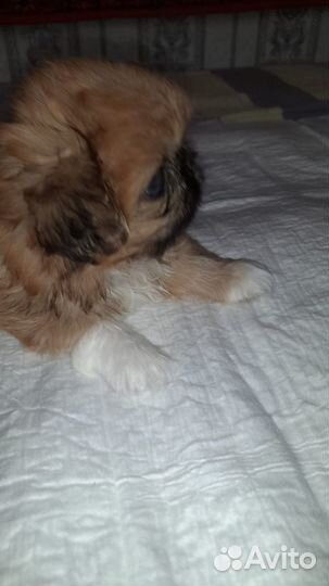 Щенки пекинеса