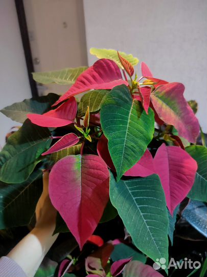 Пуансеттия Премиум Ред