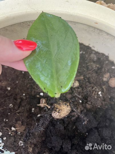 Замиокулькас