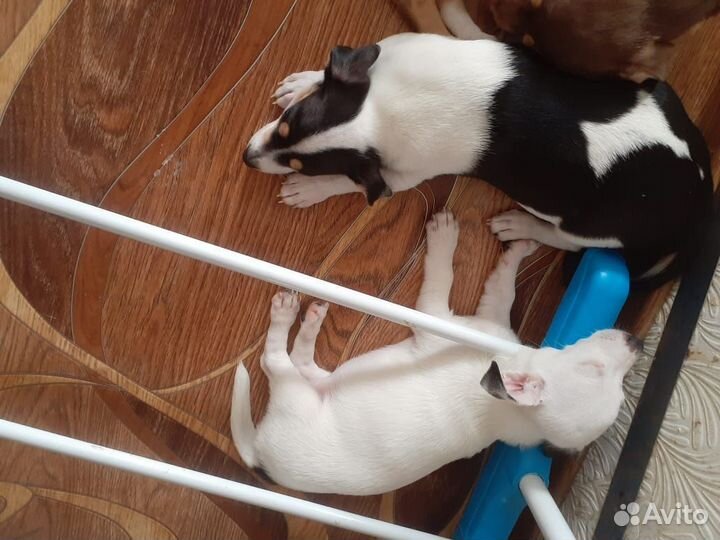 Щенки в добрые руки