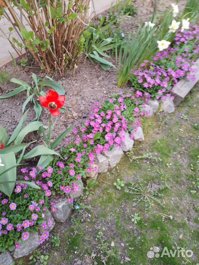 Садовые цветы