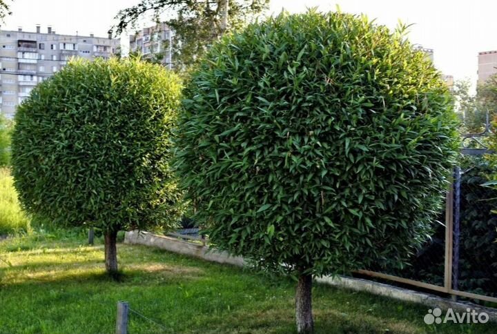 Ива шаровидная на штамбе