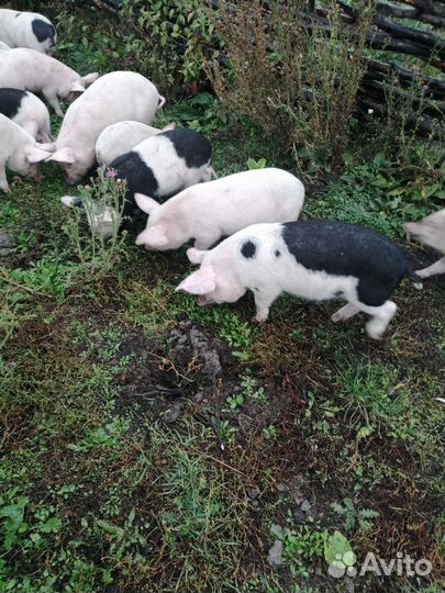 Поросята