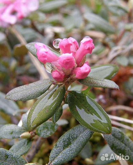 Чай Саган дайля (Белое крыло)