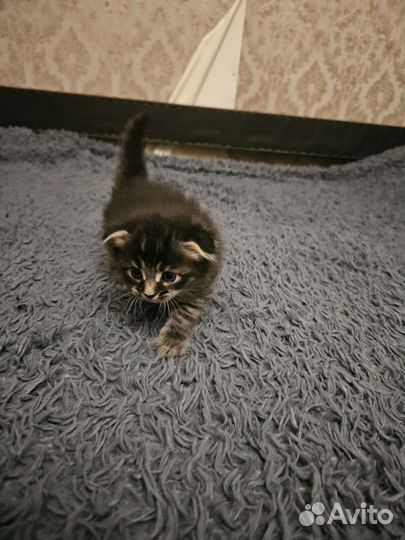 Котёнка продам 2т