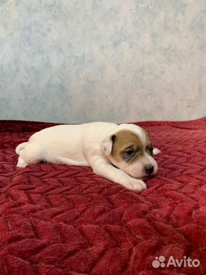 Парсон рассел терьер