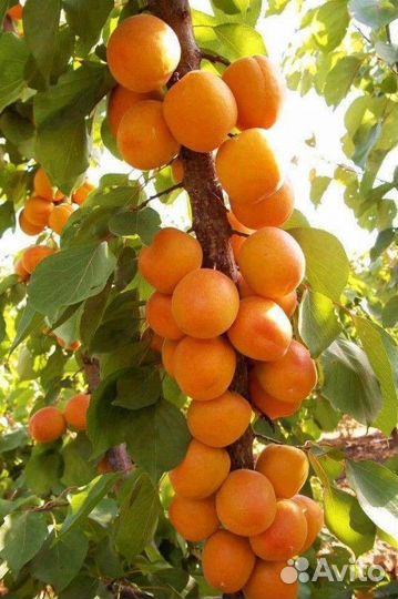 Абрикос колоновидный