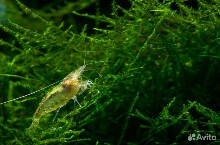 Аквариумные растения