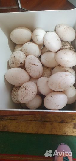 Утиные яйца