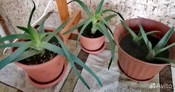 Алое вера лечебный