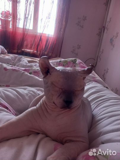 Канадский сфинкс эльф