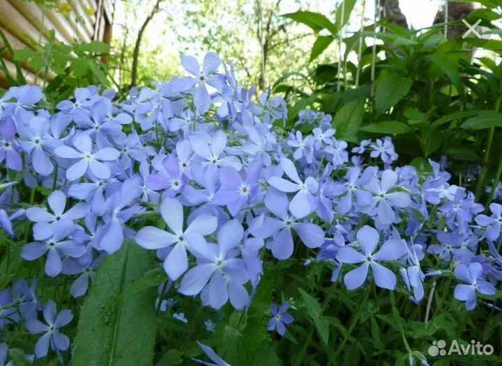 Растения для сада