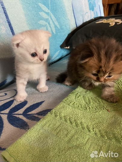 Шотландские котята