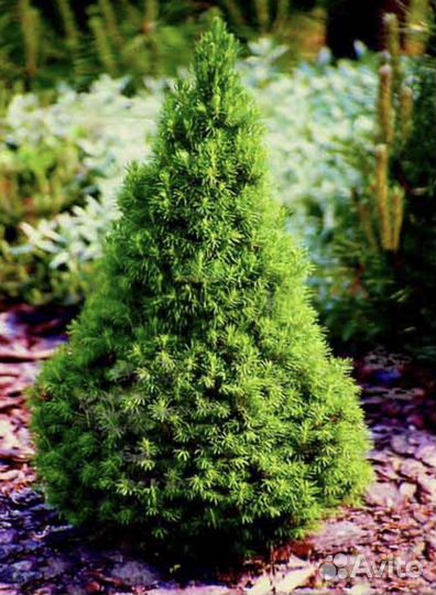 Хвойные растения