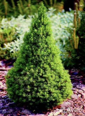 Хвойные растения