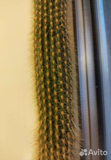 Огромный кактус