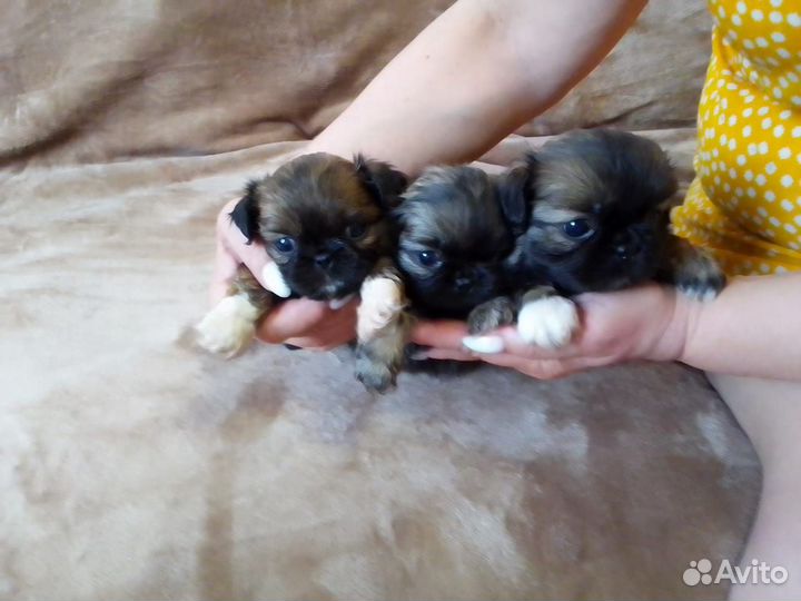 Щенки пекинеса