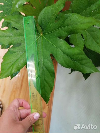 Японская Фатсия (пальма) 1 метр без горшка