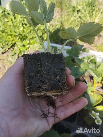 Рассада клубники многообразие сортов