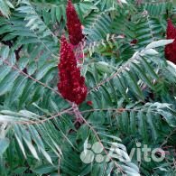 Уксусное дерево (сумах)