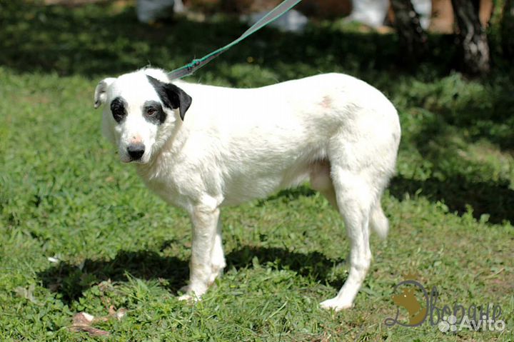 Доброжелательный и чудесный пес Аркадий