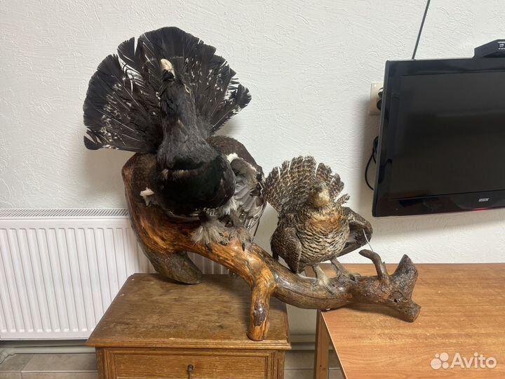 Чучело птицы