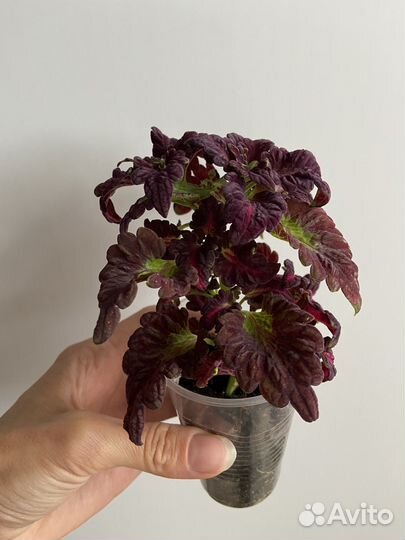 Комнатные цветы. Колеусы