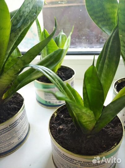 Комнатные цветы