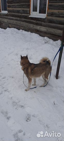 Охотничьи собаки