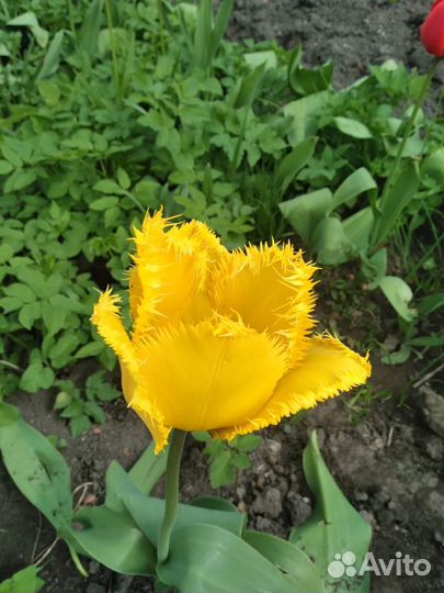 Садовые цветы