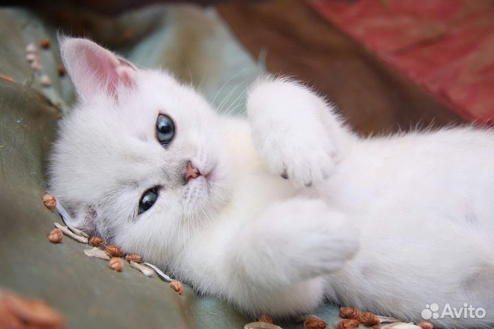 Белоснежные кошечки