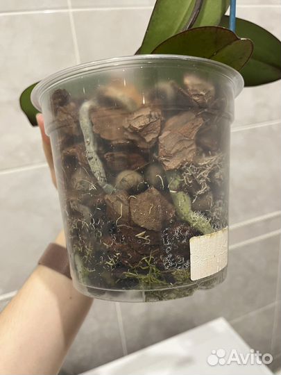 Орхидея фаленопсис