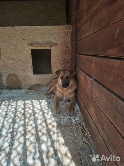 Собака страдает в приюте