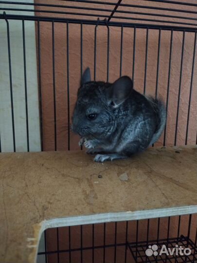 Шиншиллы светлые эбони носители фиолета