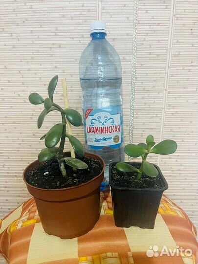 Денежное дерево толстянка