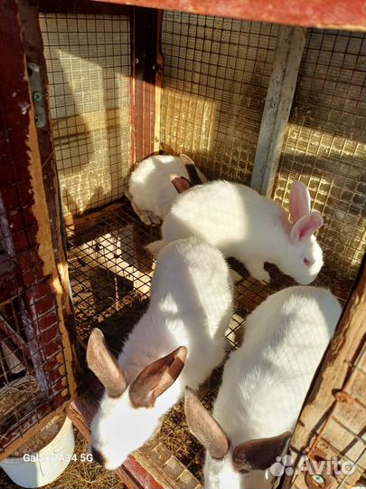 Французский баран кролики