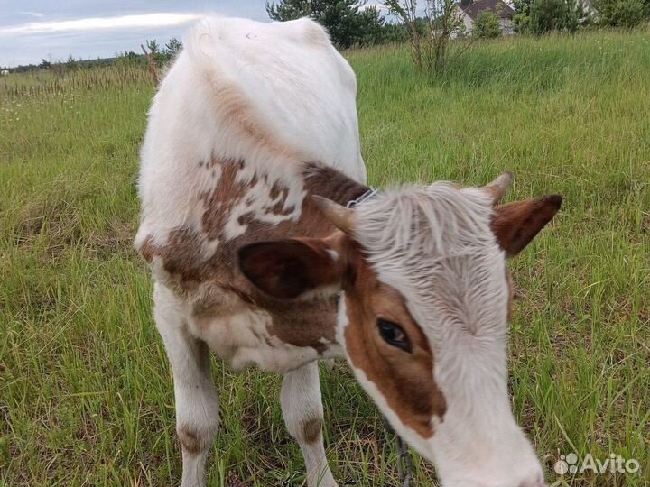 Телка 1год 2 месяца