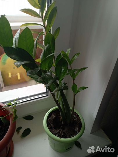 Диффенбахия