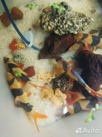 Боция клоун