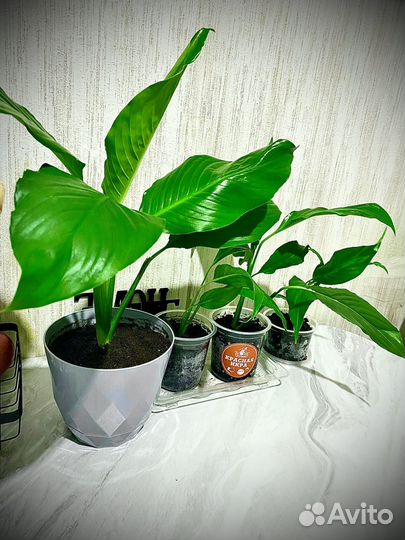 Спатифиллум