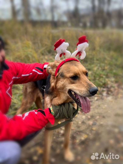 Брюс ищет дом