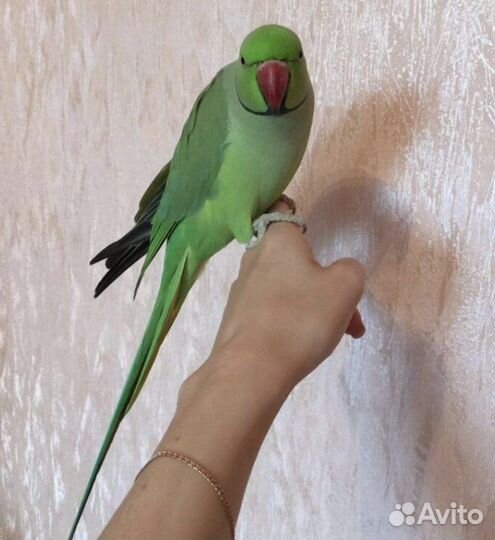 Попугай ожереловый