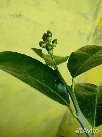 Лимон Лайм лимонное дерево