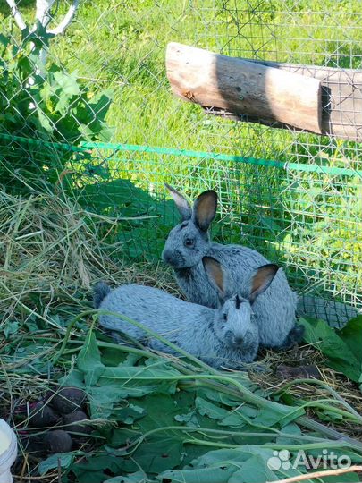 Кролики бсс